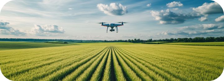 Dron nad żółtą uprawą
